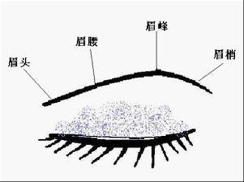 眉頭散|從眉毛看一個人的健康、財運、個性、愛情…太準了！。